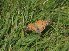 (c) emilyd47, some rights reserved (CC BY-SA) Painted Lady