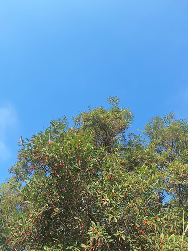 Citharexylum montevidense, photograph 3