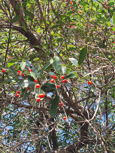 Citharexylum montevidense, photograph 2