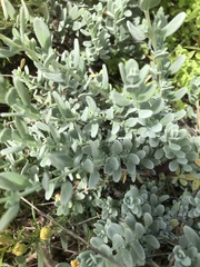 Salvia chamaedryoides