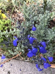 Salvia chamaedryoides