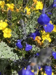 Salvia chamaedryoides