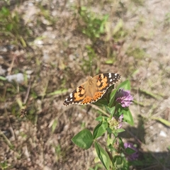 (c) Arne Fahrenholz, some rights reserved (CC BY) Painted Lady