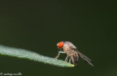 Diptera