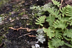 Pleopeltis minima