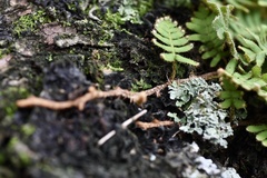Pleopeltis minima