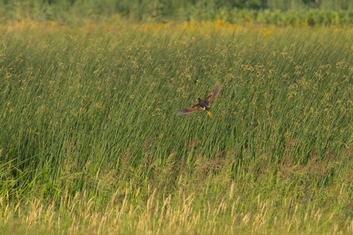 Least Bittern