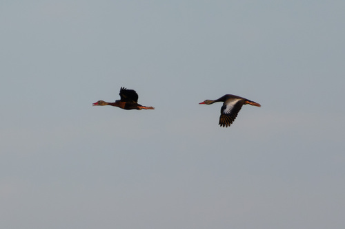 Black-bellied Whistling-Duck