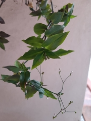 Tradescantia zebrina zebrina