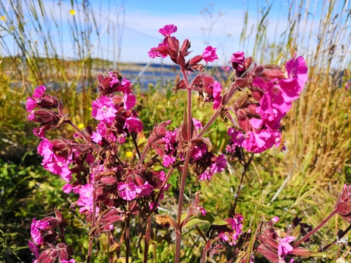 red campion