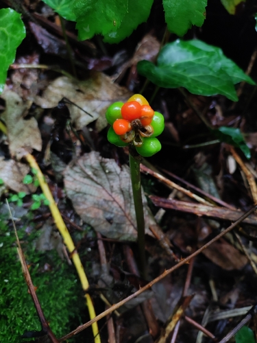 Arum megobrebi, photograph 2