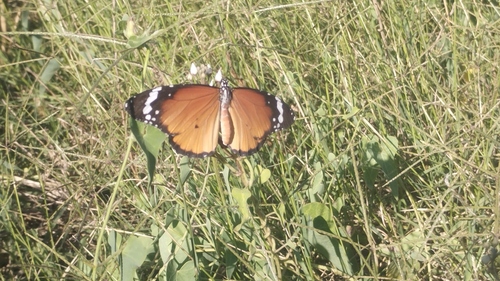 Plain Tiger Butterfly