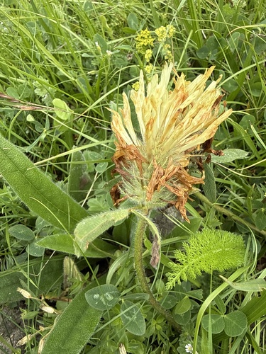 Trifolium trichocephalum, photograph 2