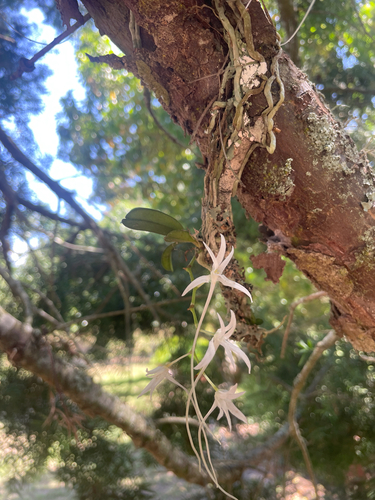 Mystacidium capense