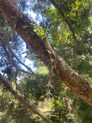 Mystacidium capense, photograph 2