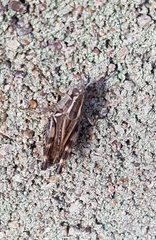 Dichroplus pratensis