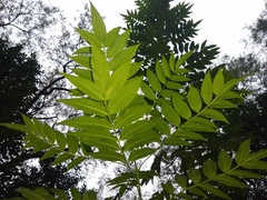 Tecoma stans