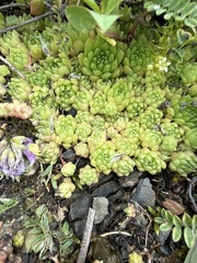 Sempervivum pumilum, photograph (c) Stanislav Murashkin, some rights reserved (CC BY)