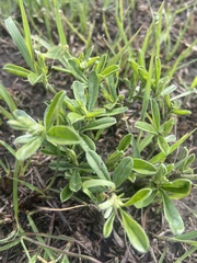 Pediomelum tenuiflorum