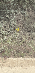 (c) Justin Ponder, some rights reserved (CC BY) Eulophia speciosa, photograph (c) Justin Ponder, some rights reserved (CC BY)