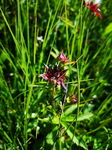 marsh cinquefoil