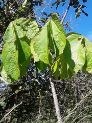 Sterculia striata