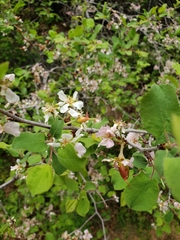 Prunus subcordata