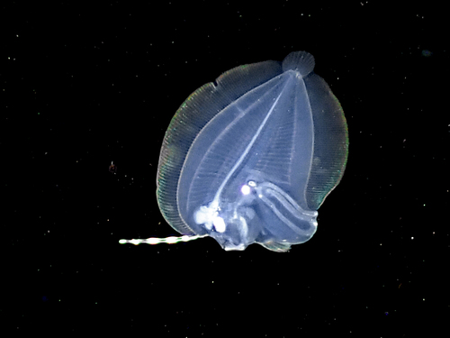 Pelican flounder (Chascanopsetta lugubris) — Bothidae