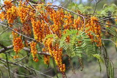 Cassia moschata