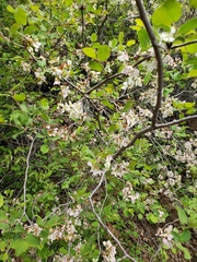 Prunus subcordata