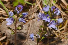 Veronica austriaca dentata