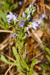 Veronica austriaca dentata