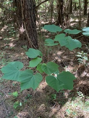 Vernicia fordii