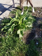 Rumex crispus