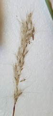 Bothriochloa torreyana