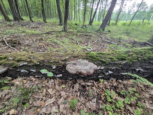 Pniarek obrzeżony