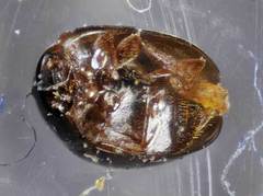 Olibrus semistriatus