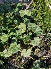 Malva neglecta