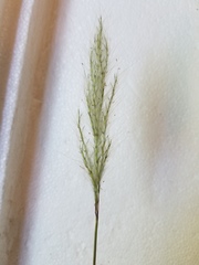 Bothriochloa torreyana