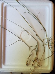 Bothriochloa torreyana