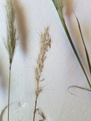 Bothriochloa torreyana
