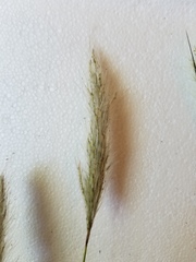 Bothriochloa torreyana
