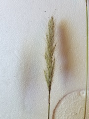 Bothriochloa torreyana