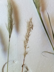 Bothriochloa torreyana