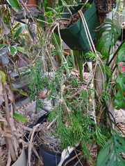 Rhipsalis mesembryanthemoides