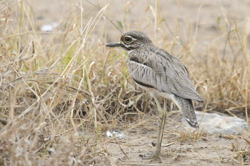 iNaturalist: (c) augustofaustino, some rights reserved (CC BY-NC) iNaturalist image