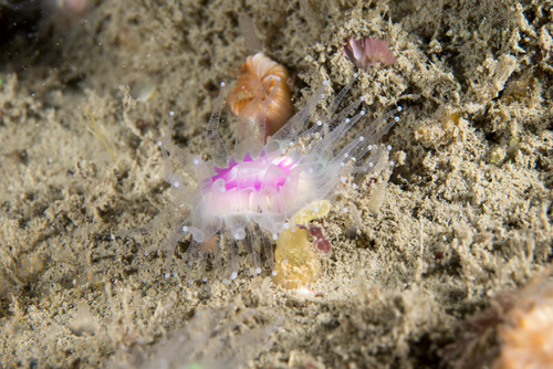Caryophyllia smithii