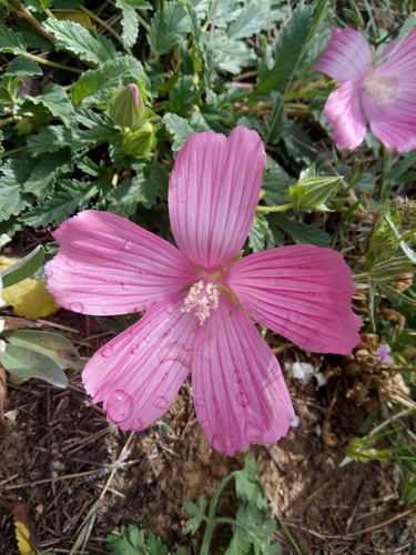 Image of Malope malacoides by (c) Karim Haddad, some rights reserved (CC BY)
