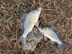 Morone mississippiensis