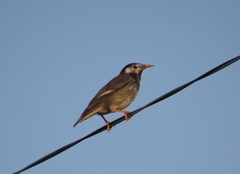 Spodiopsar cineraceus